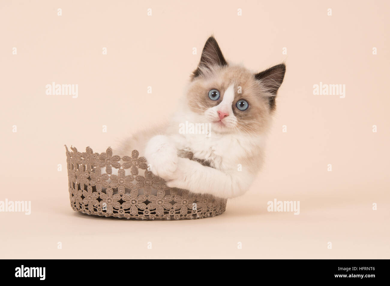 Cute ragdoll baby cat with blue eyes facing the camera sitting in a brown lace basket on a soft background Stock Photo