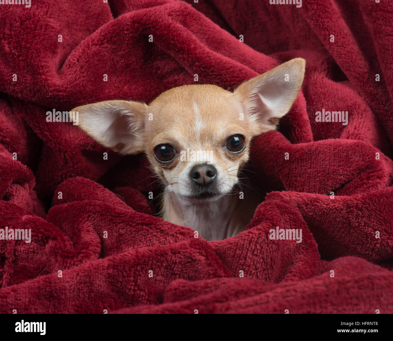 Cute chihuahua wrapped in a deep red velvet blanket Stock Photo