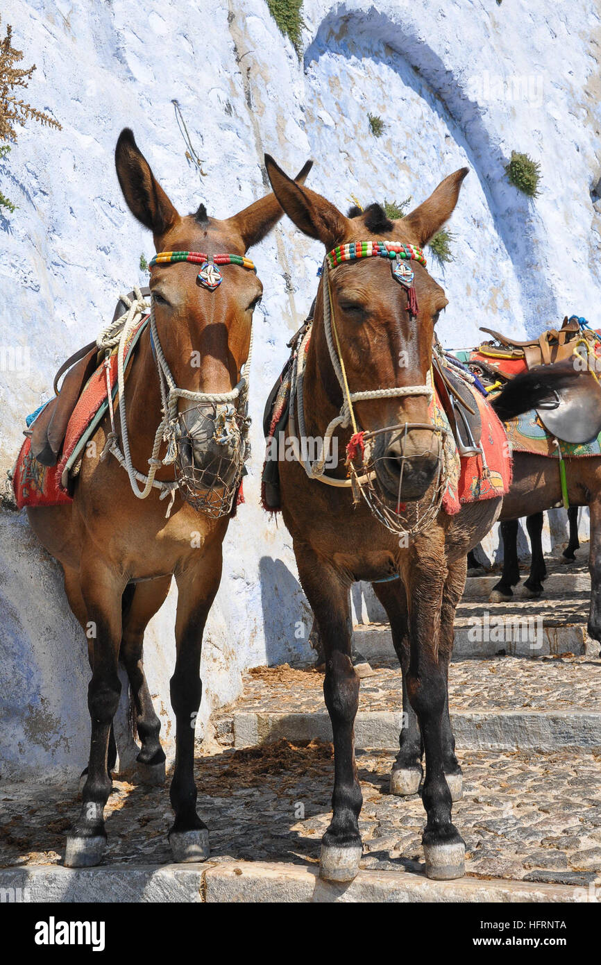Two donkeys standing waiting for tourist on a street in Greece Stock Photo