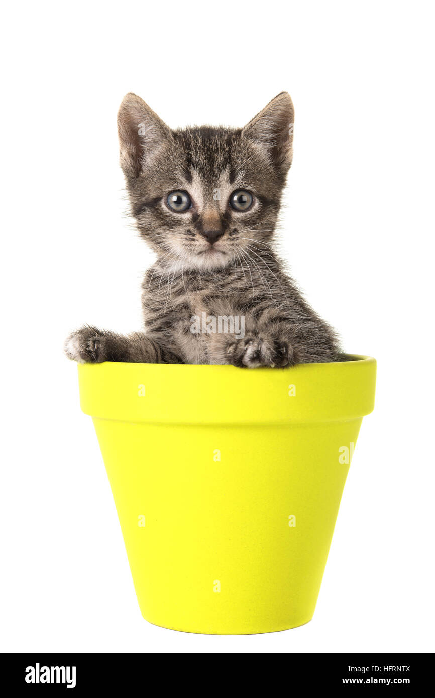 Cute 5 weeks old tabby baby cat in a yellow flower pot Stock Photo