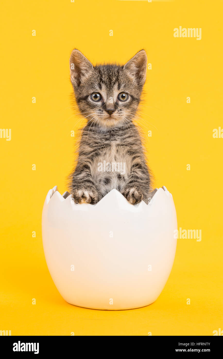 Cute tabby baby cat kitten in a white egg shell on a yellow background Stock Photo