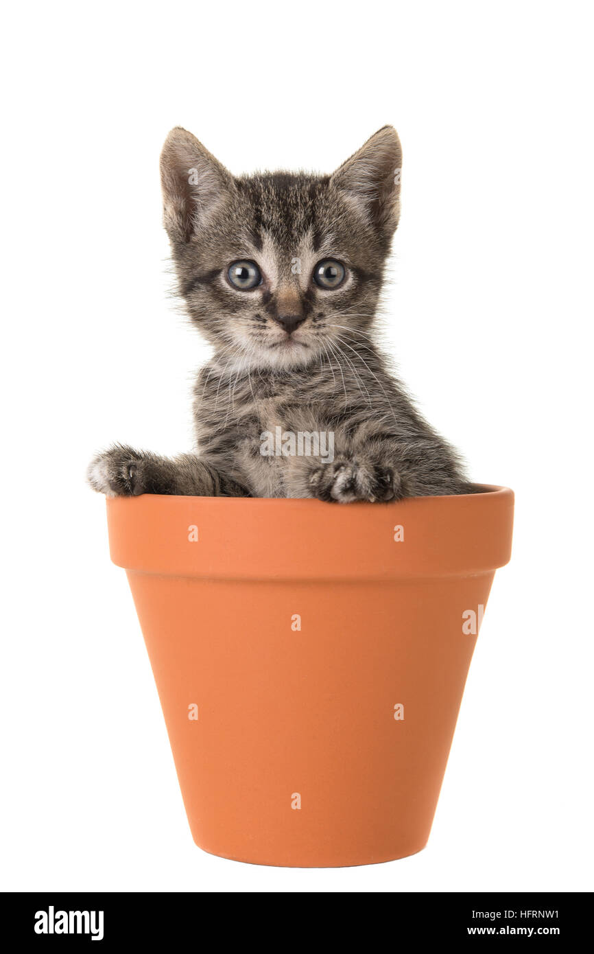 Cute 5 weeks old tabby baby cat in a brown terracotta coloured flower pot Stock Photo