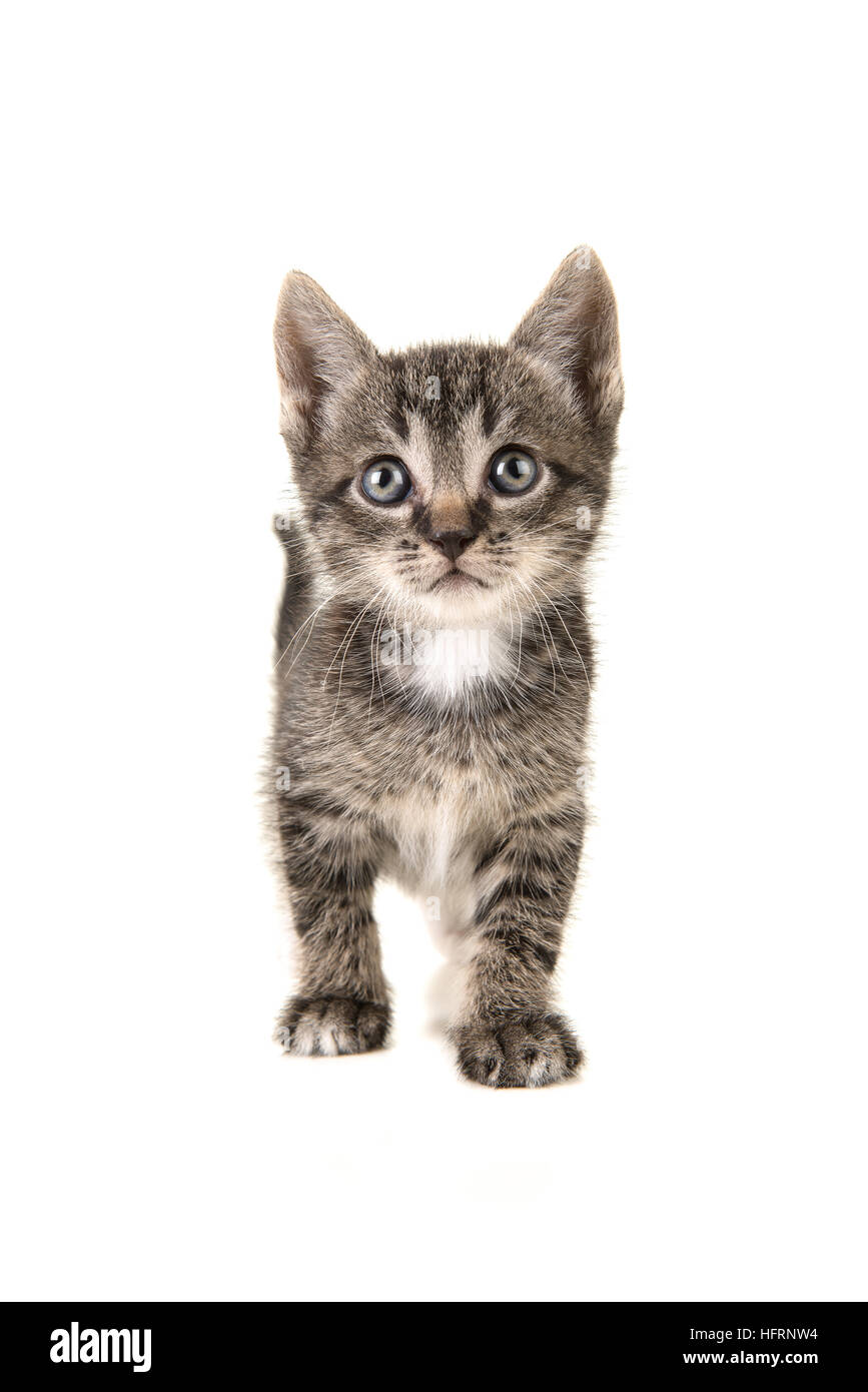 Cute tabby baby cat kitten walking en looking up Stock Photo