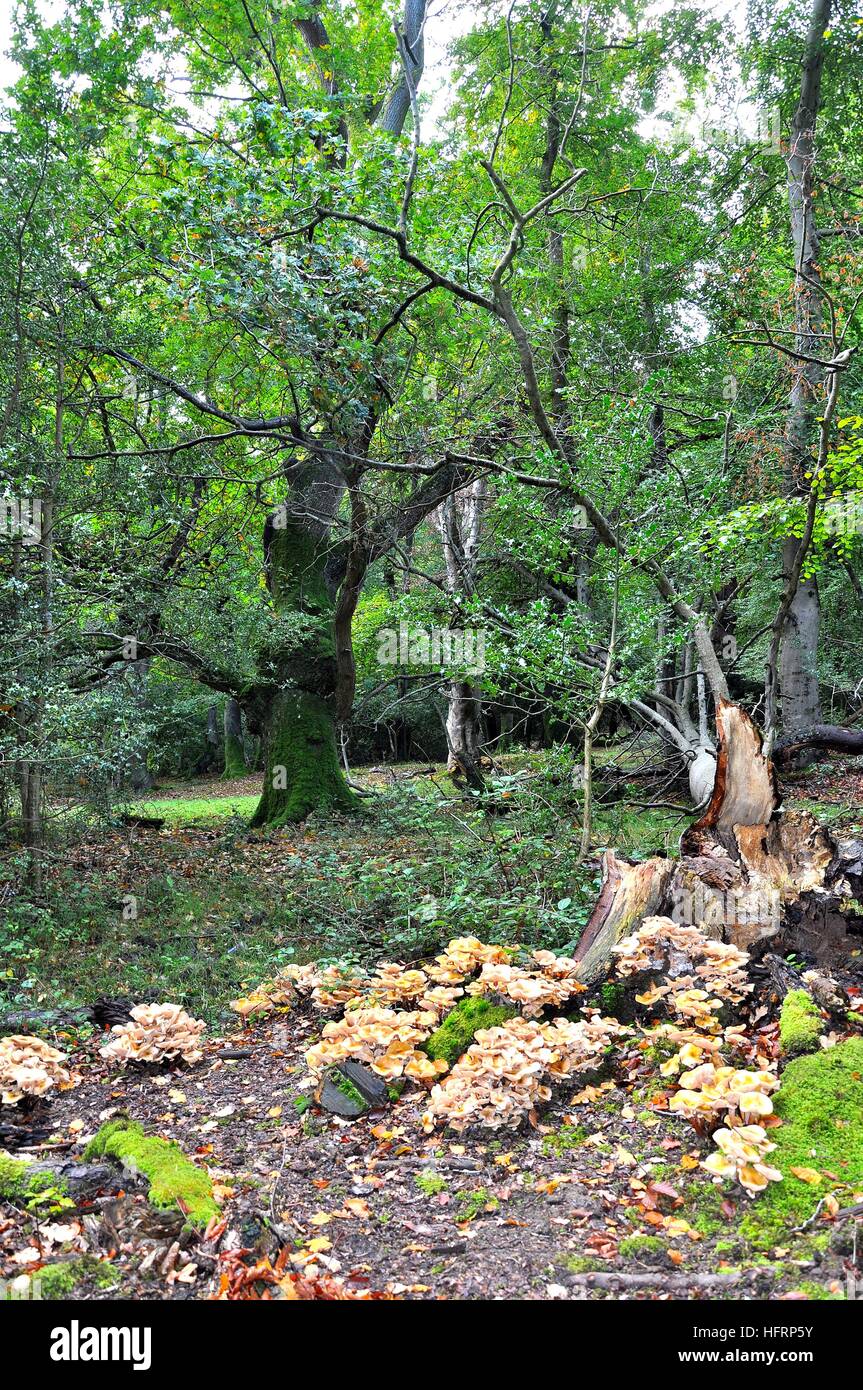 Honey Fungus Armillaria mellea, around the base of an oak tree stump Stock Photo