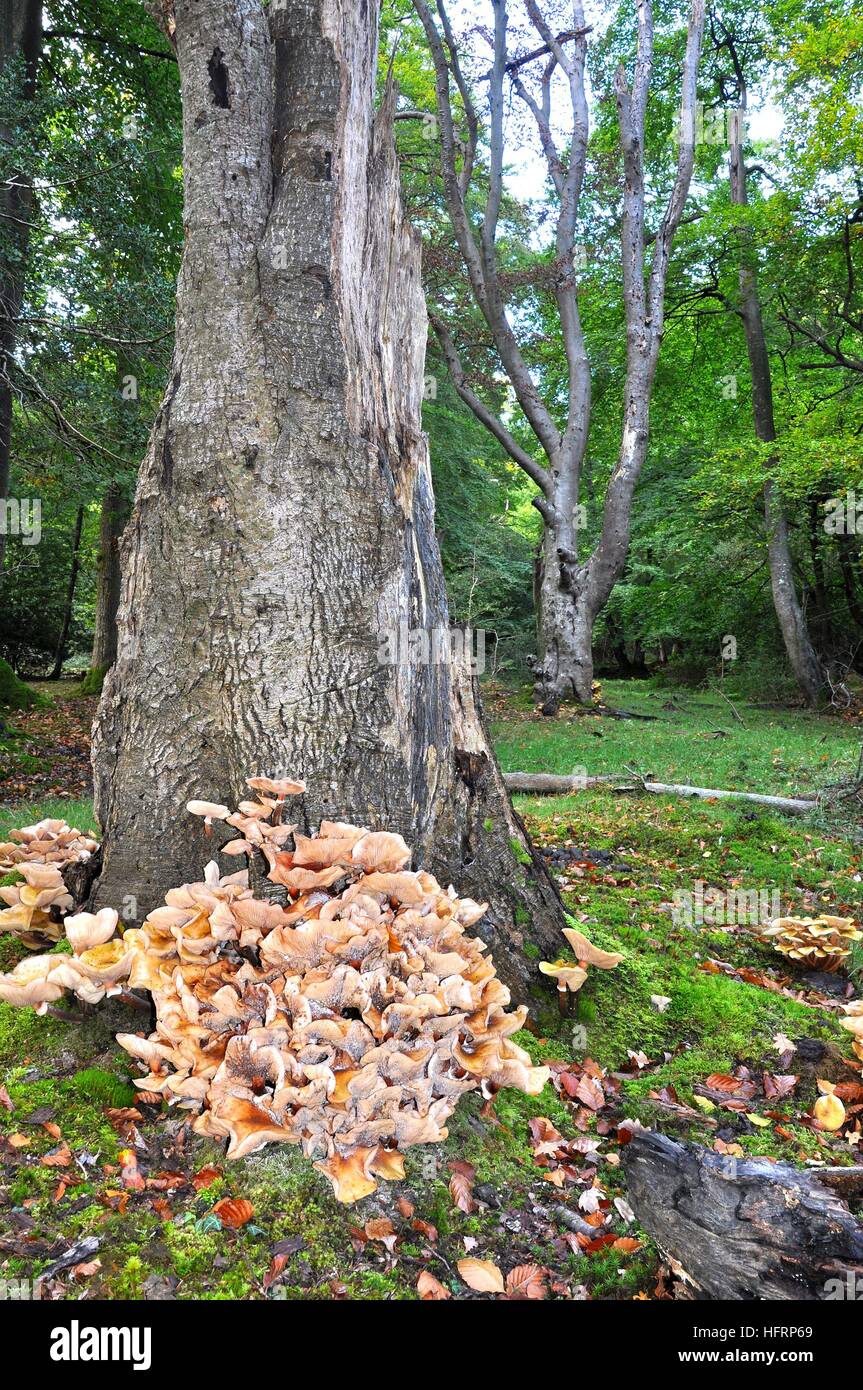 Honey Fungus Armillaria mellea, around the base of an oak tree. Stock Photo