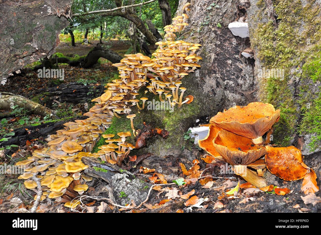 Mushrooms on rotten tree stump in the New Forest National Park, Hampshire, England, Stock Photo