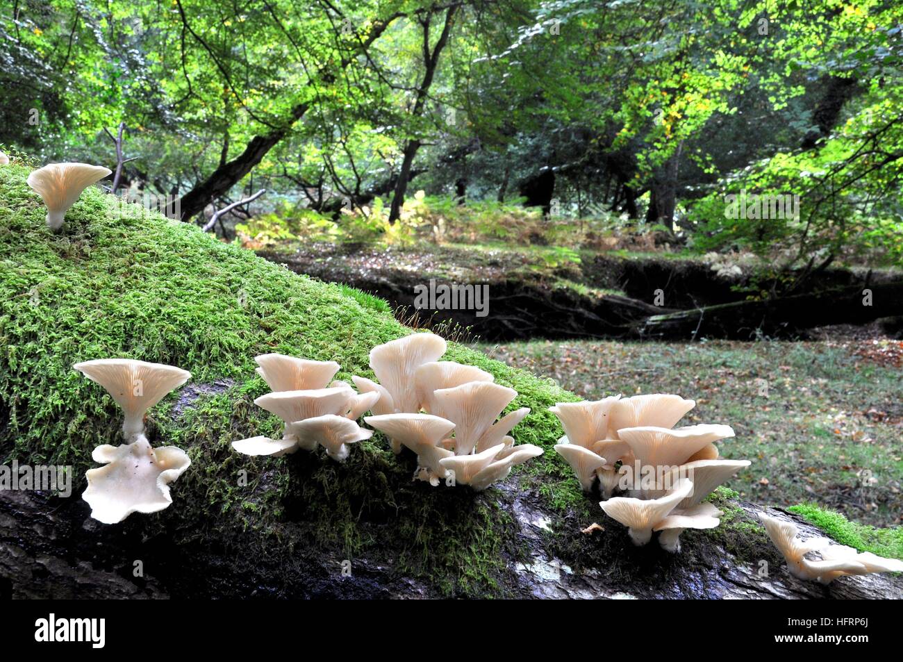 Oyster Mushrooms on rotten moss covered log in the New Forest National Park, Hampshire, England, Stock Photo