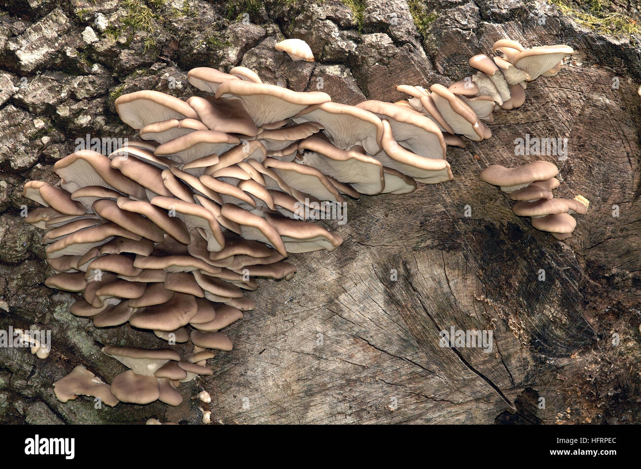 Oyster Mushroom (Pleurotus Ostreatus) growing on tree in the New Forest
