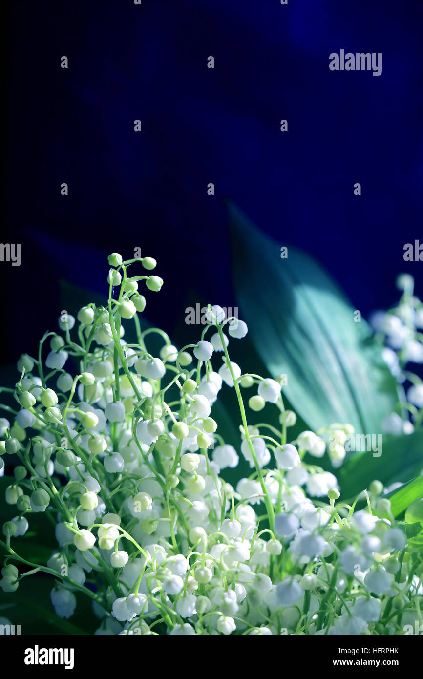 Open Empty Book With Lily Of The Valley Stock Photo - Download