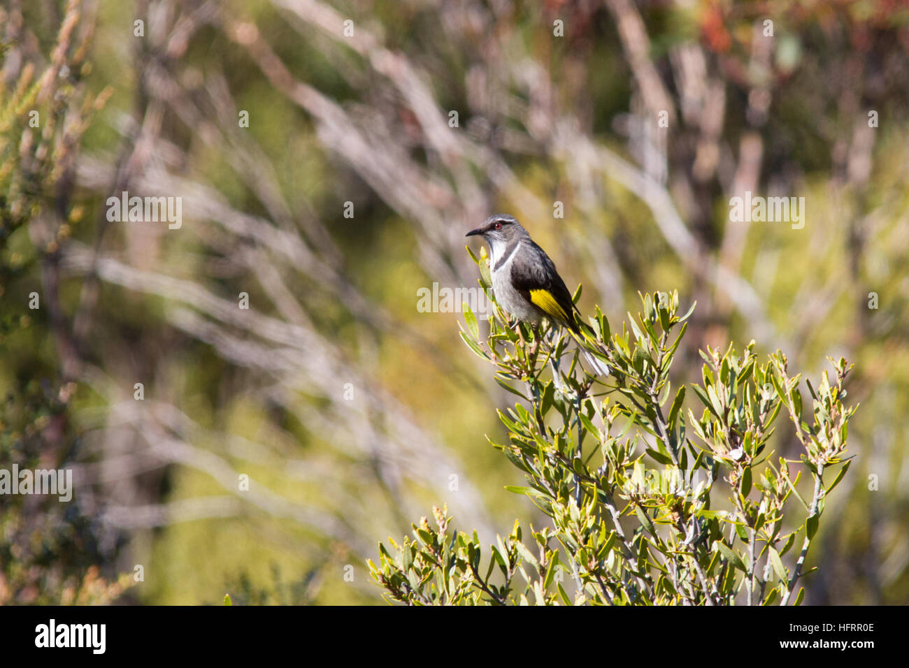 Crescent Honeyeater (Phylidonyris pyrrhopterus) perched on a bush Stock Photo