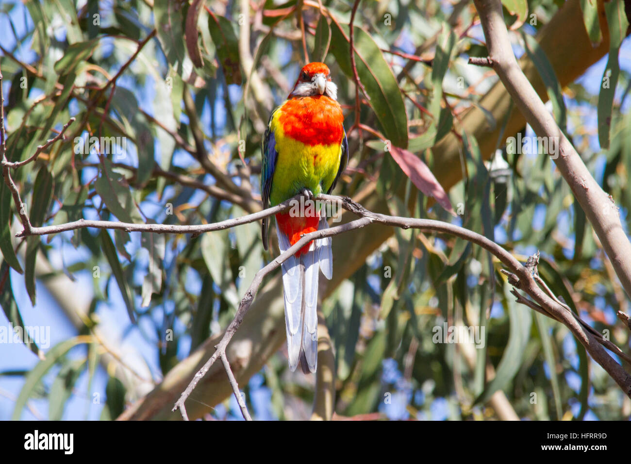 Eastern Rosella (Platycercus eximius) perched in a tree Stock Photo