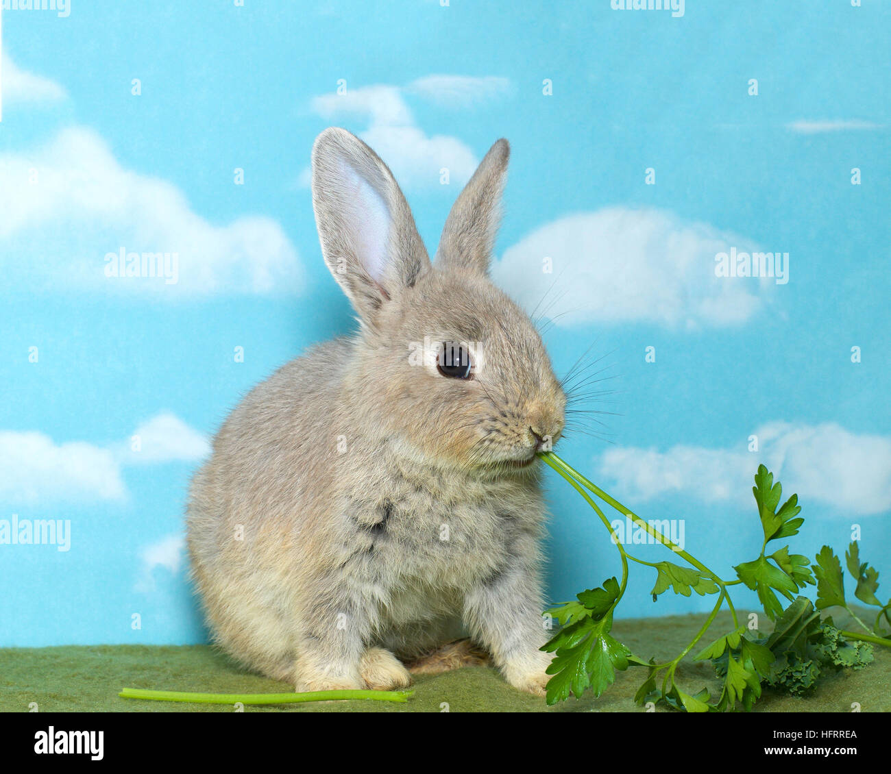 Netherland Dwarf rabbit on a green blanket eating vegetable greens, blue background with clouds Stock Photo