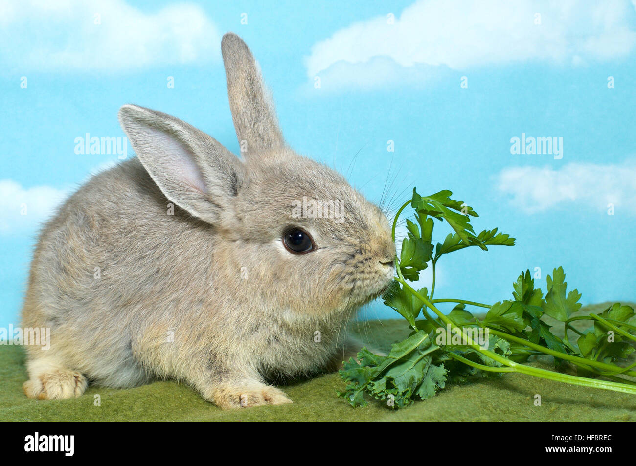 Netherland Dwarf rabbit on a green blanket eating vegetable greens, blue background with clouds Stock Photo