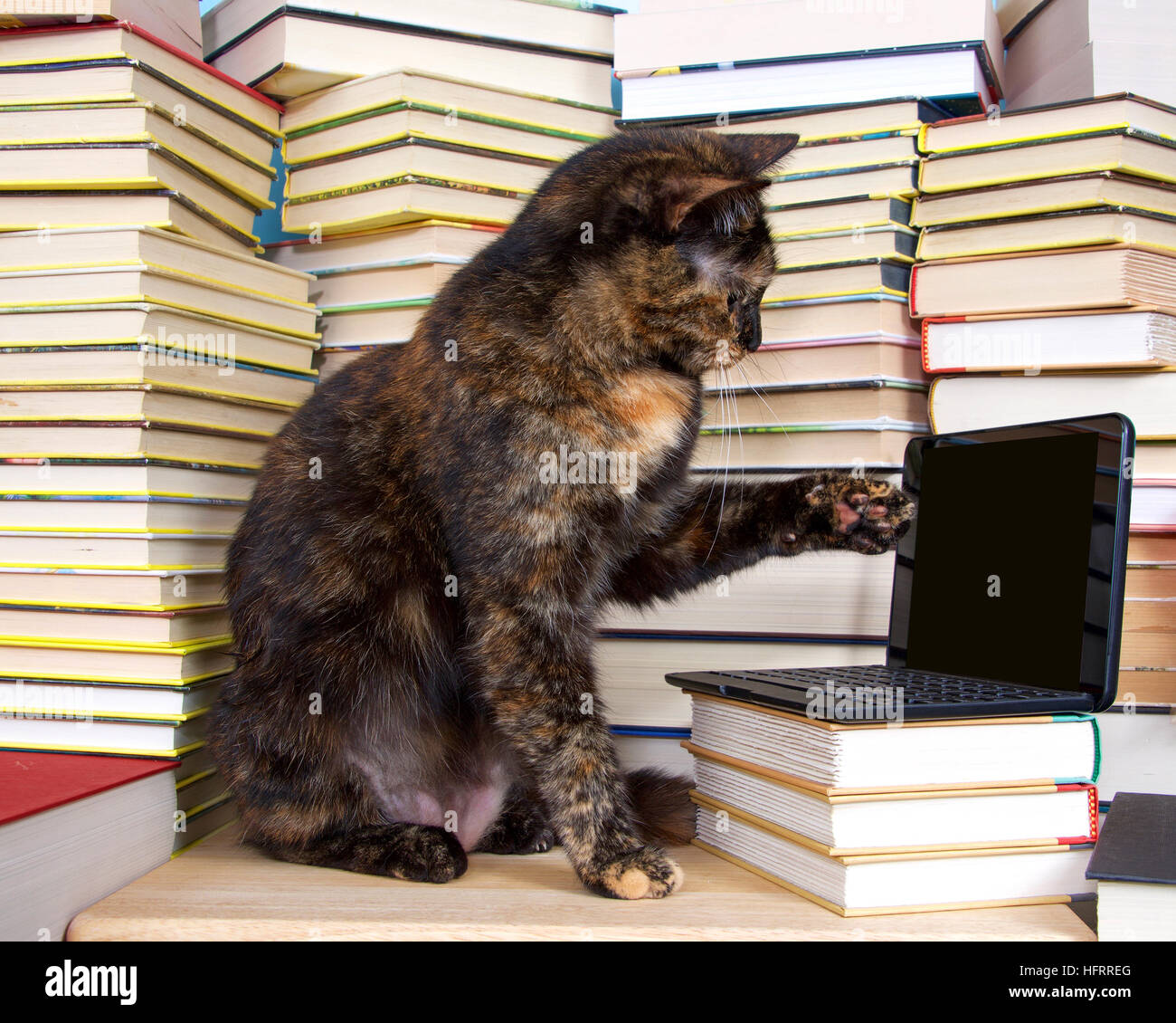 Tortoiseshell Or Torbie Tortie Tabby Cat Sitting In Front Of Stacks Of