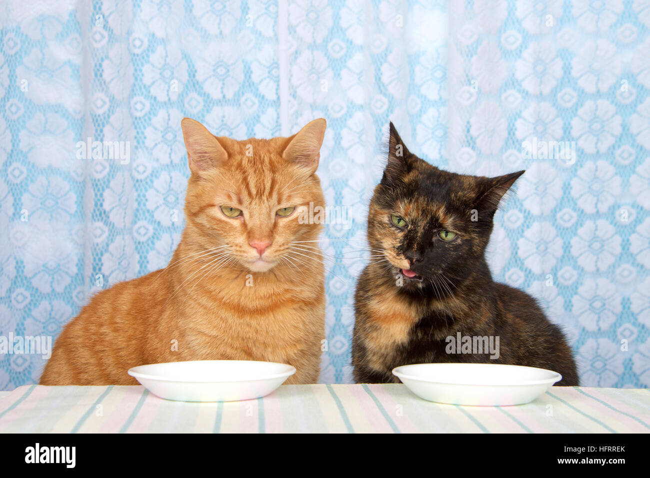 Young orange tabby cat sitting  next to black and orange torbie tortie tabby cat at kitchen counter with white plates in front waiting for food expect Stock Photo