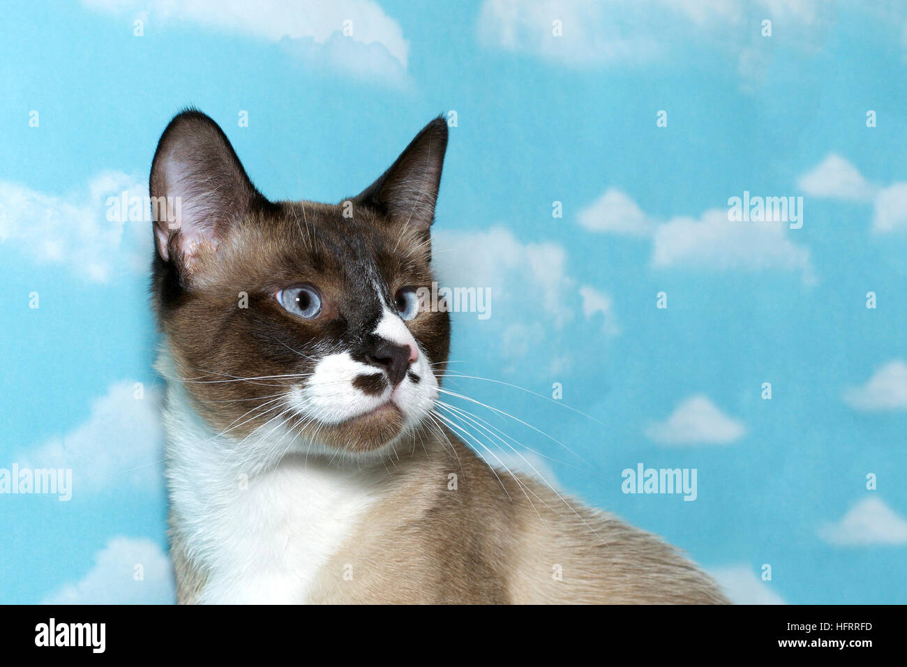 Chocolate point snow shoe siamese cat looking off to the left with blue
