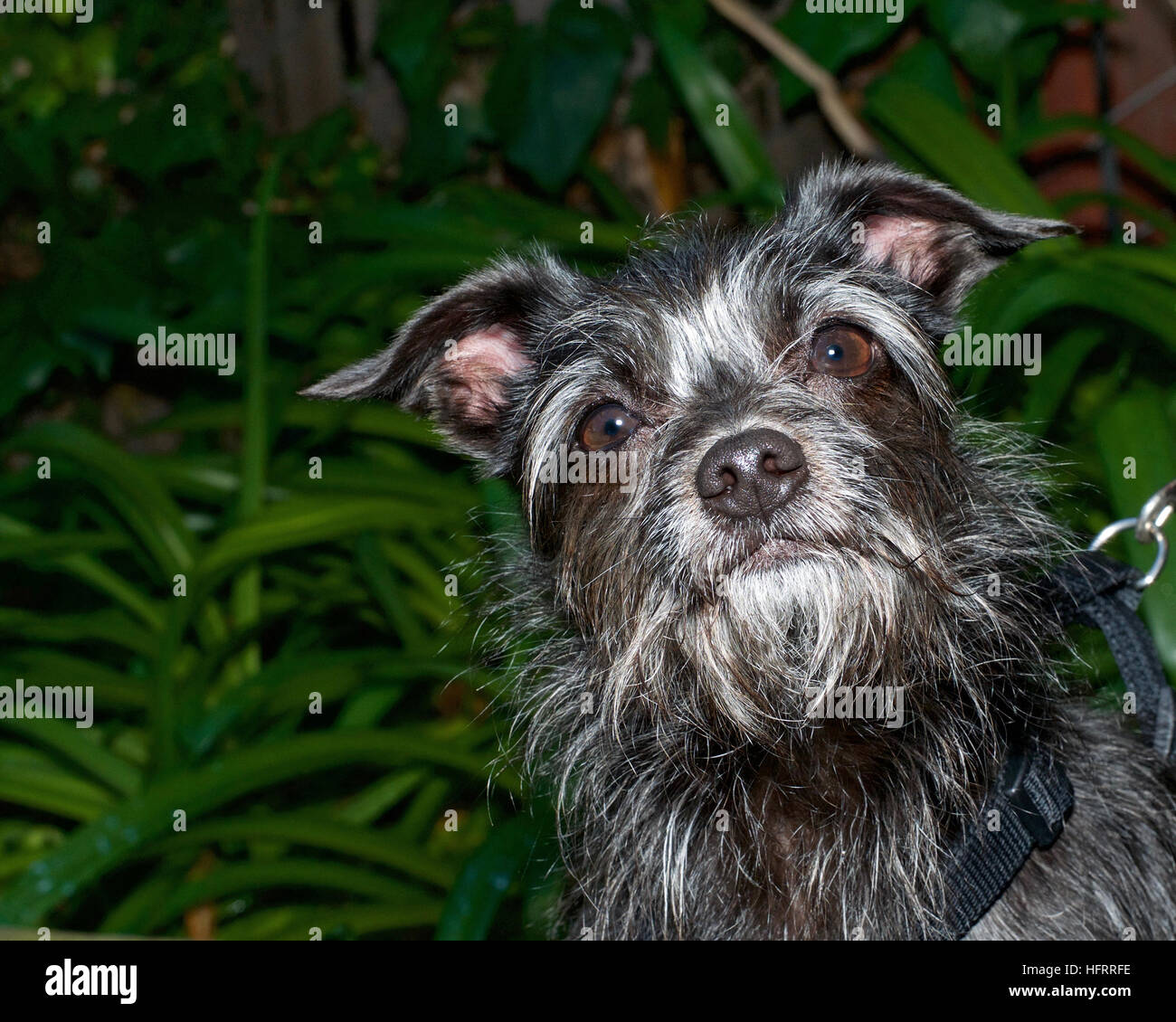 Black And White Terrier High Resolution Stock Photography And Images Alamy