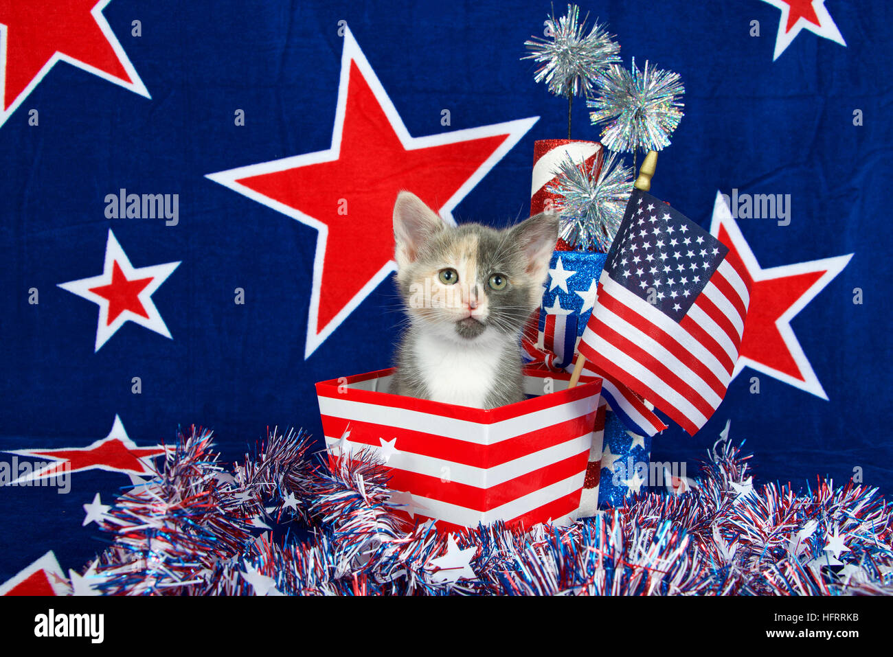 Patriotic calico kitten, blue background with red stars outlined in white, American  flag kitten sitting in red and white stripped box tinsel with whit Stock  Photo - Alamy