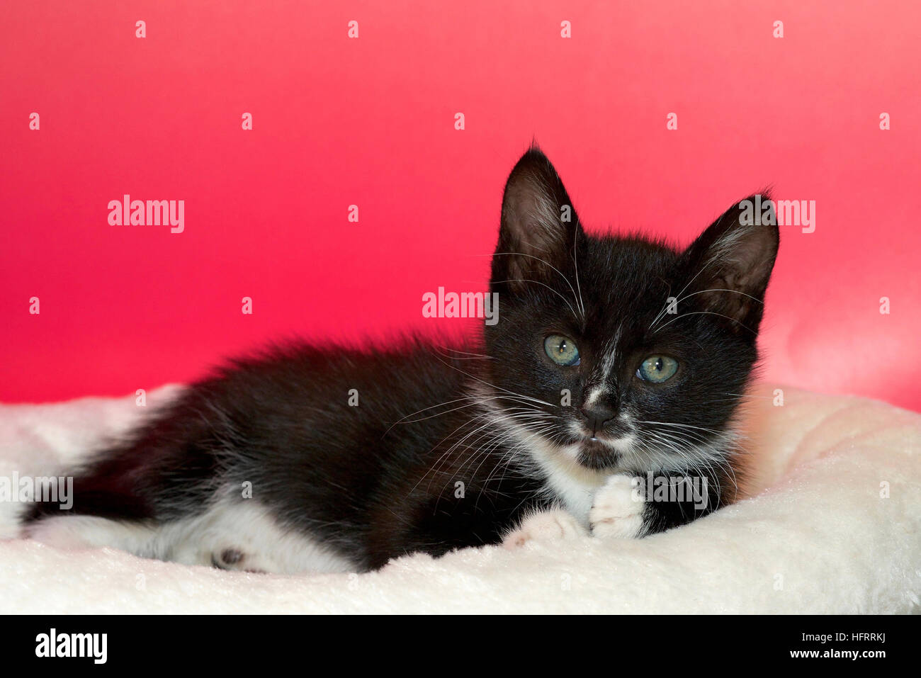 Black And White Tuxedo Tabby Cat Laying On Off White Blanket Pink