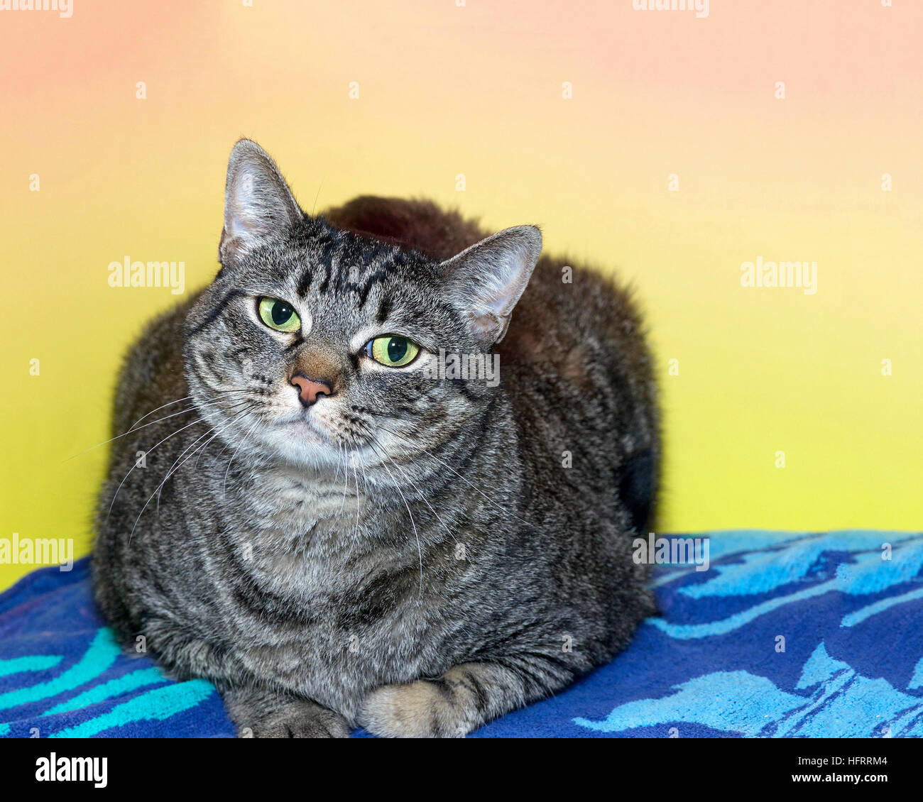 Gray tabby cat hi-res stock photography and images - Alamy