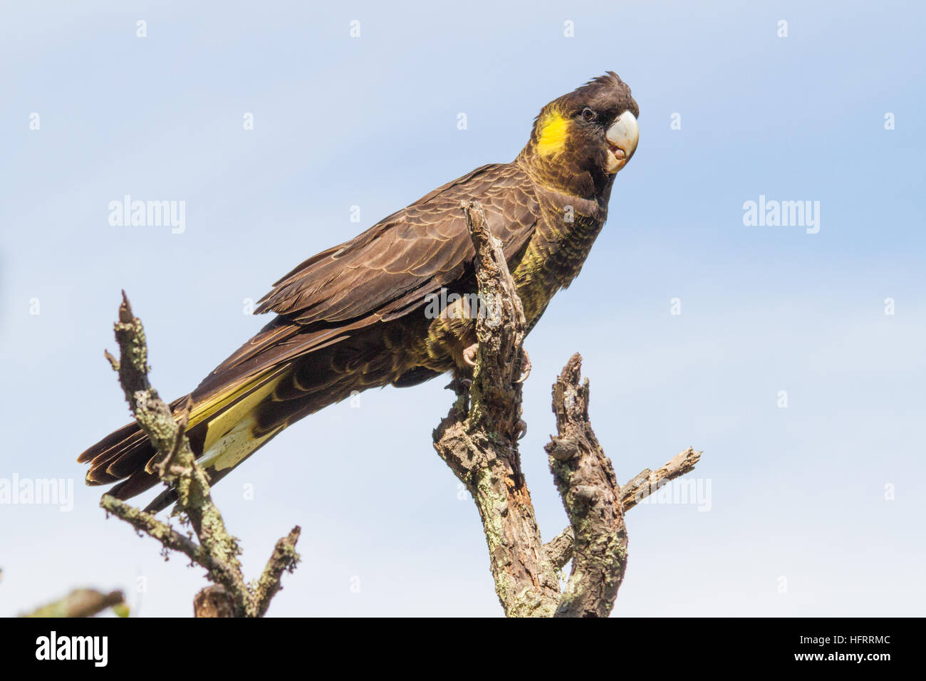 Yellow-tailed black cockatoo (Calyptorhynchus funereus) perched on a branch Stock Photo