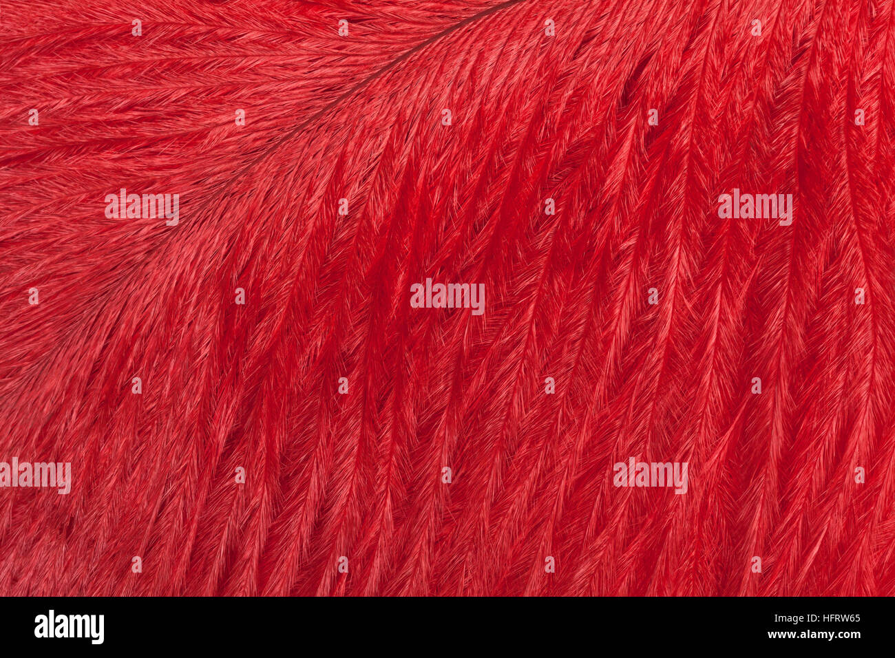Texture of bright red ostrich feather closeup. Macro Stock Photo - Alamy