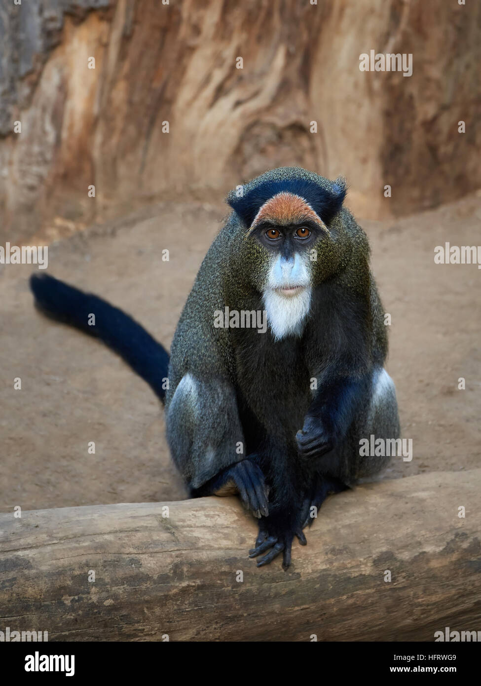 De Brazzas monkey sitting on a tree trunk in its habitat Stock Photo