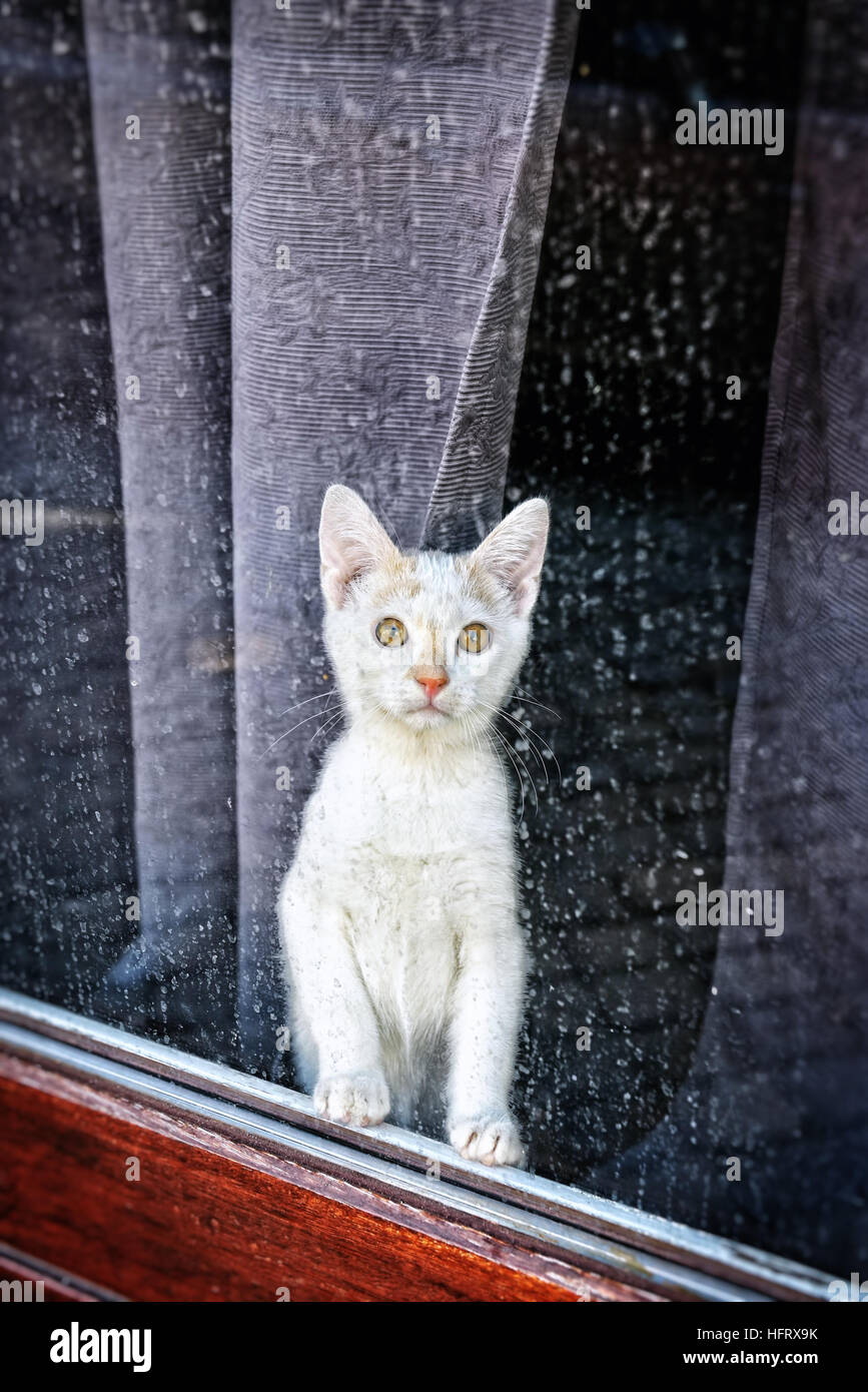 Small kitten in the window looking at the rain Stock Photo