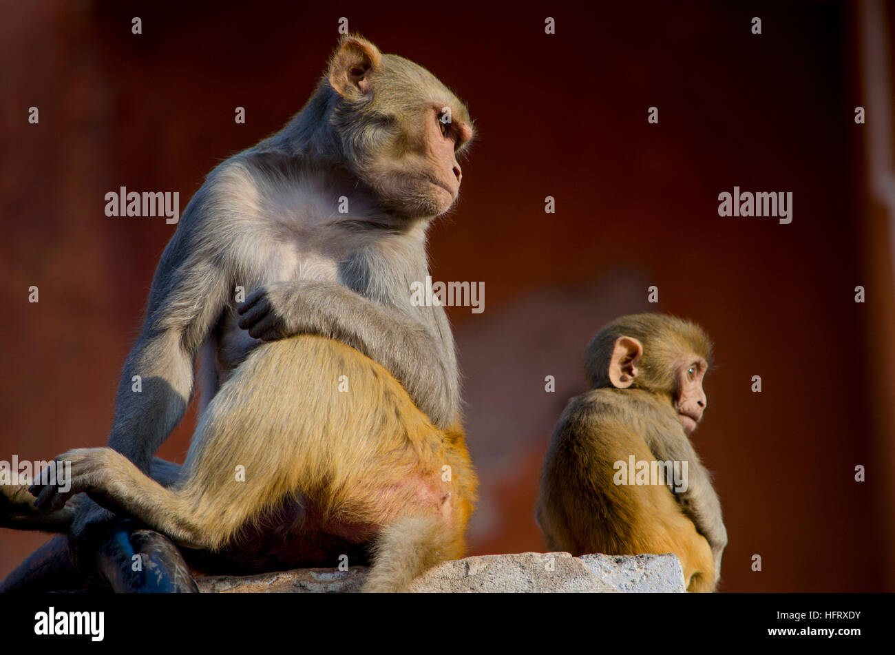 The wild animal a monkey a macaque in India,a macaque, a monkey, a ...