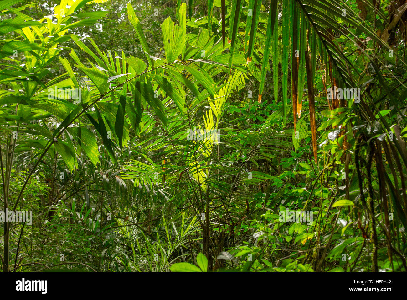 Rainforest in South America Stock Photo - Alamy