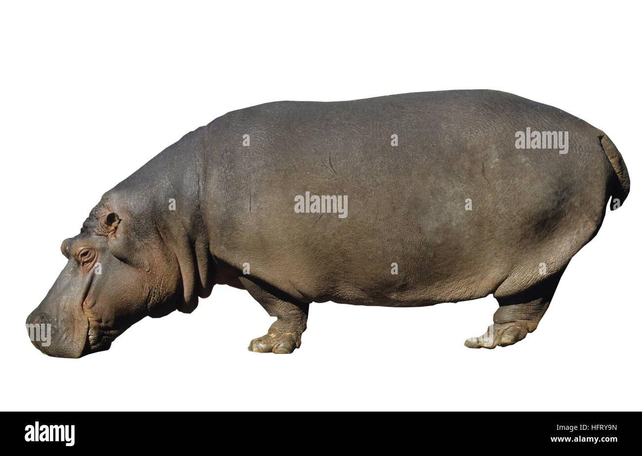 Hippopotamus, Hippopotamus amphibius Stock Photo