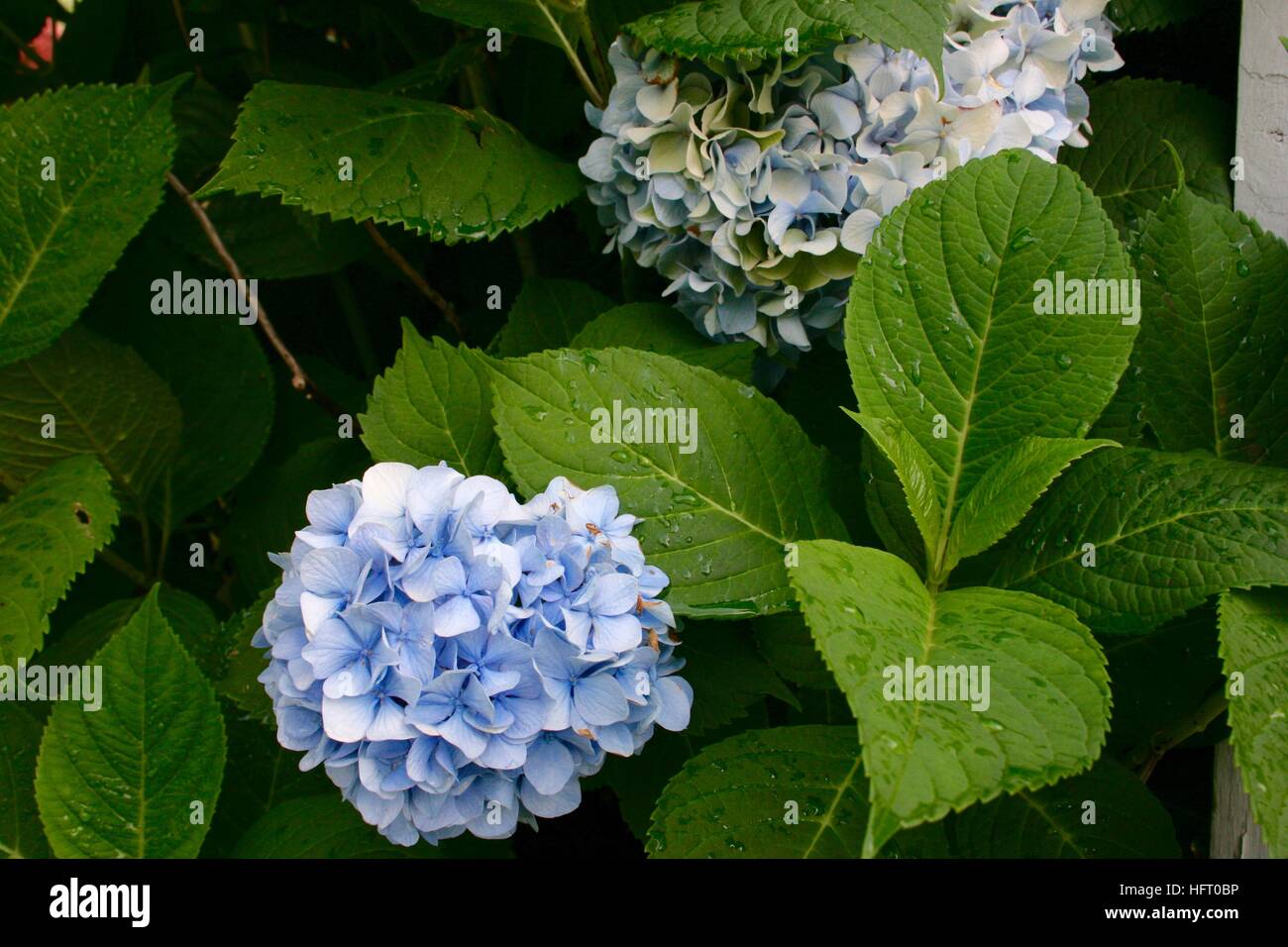 Blue Hydrangea Flower With Green Leaves And Water Droplets Stock