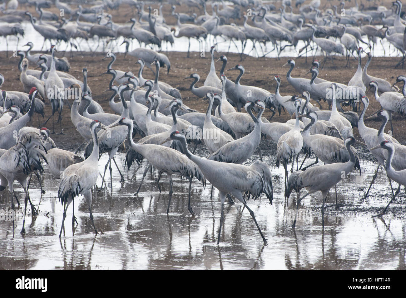 a large group of Common crane at the food stop during bird migration. Stock Photo