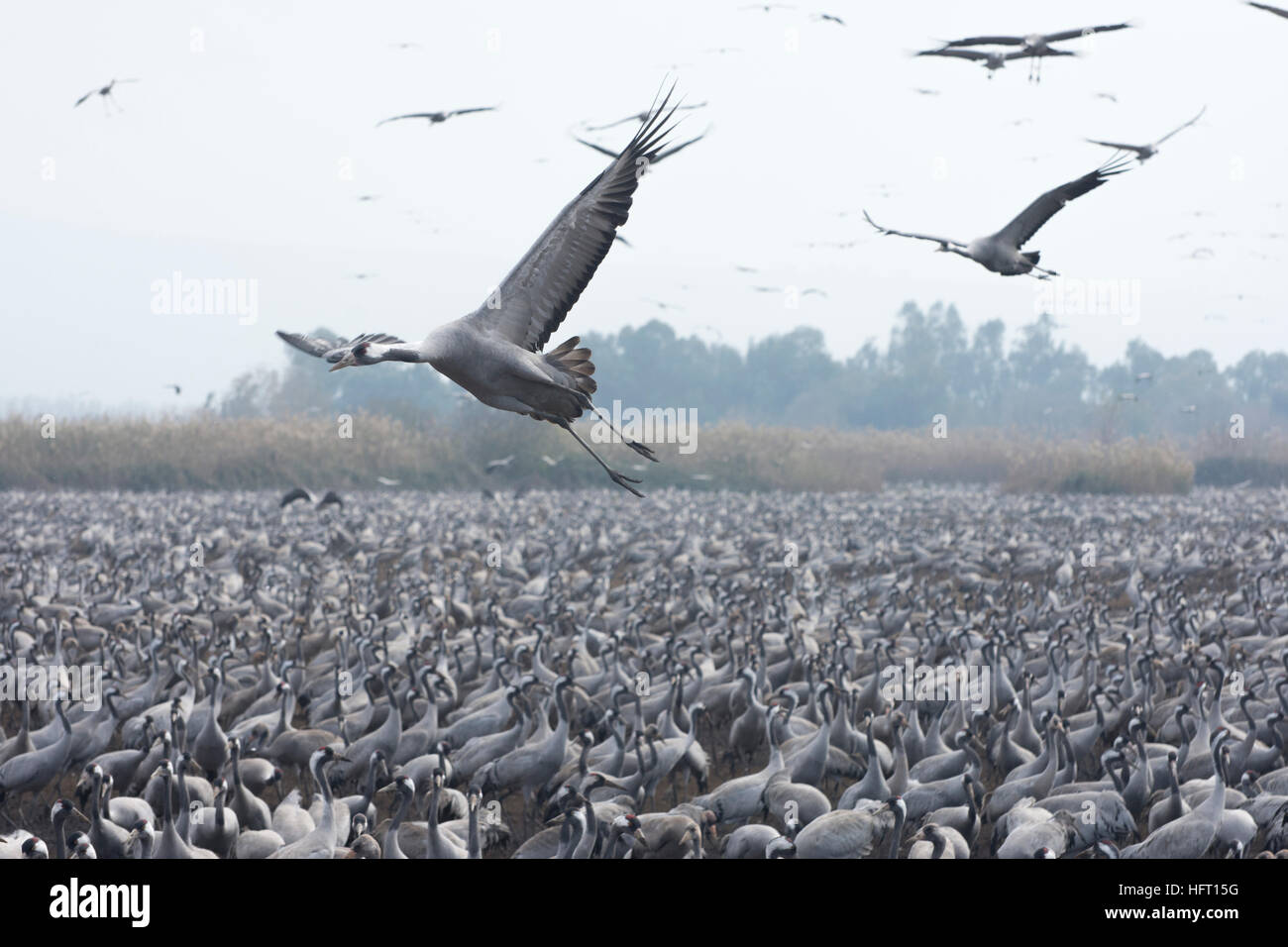 a large group of Common crane at the food stop during bird migration. some of them fly Stock Photo