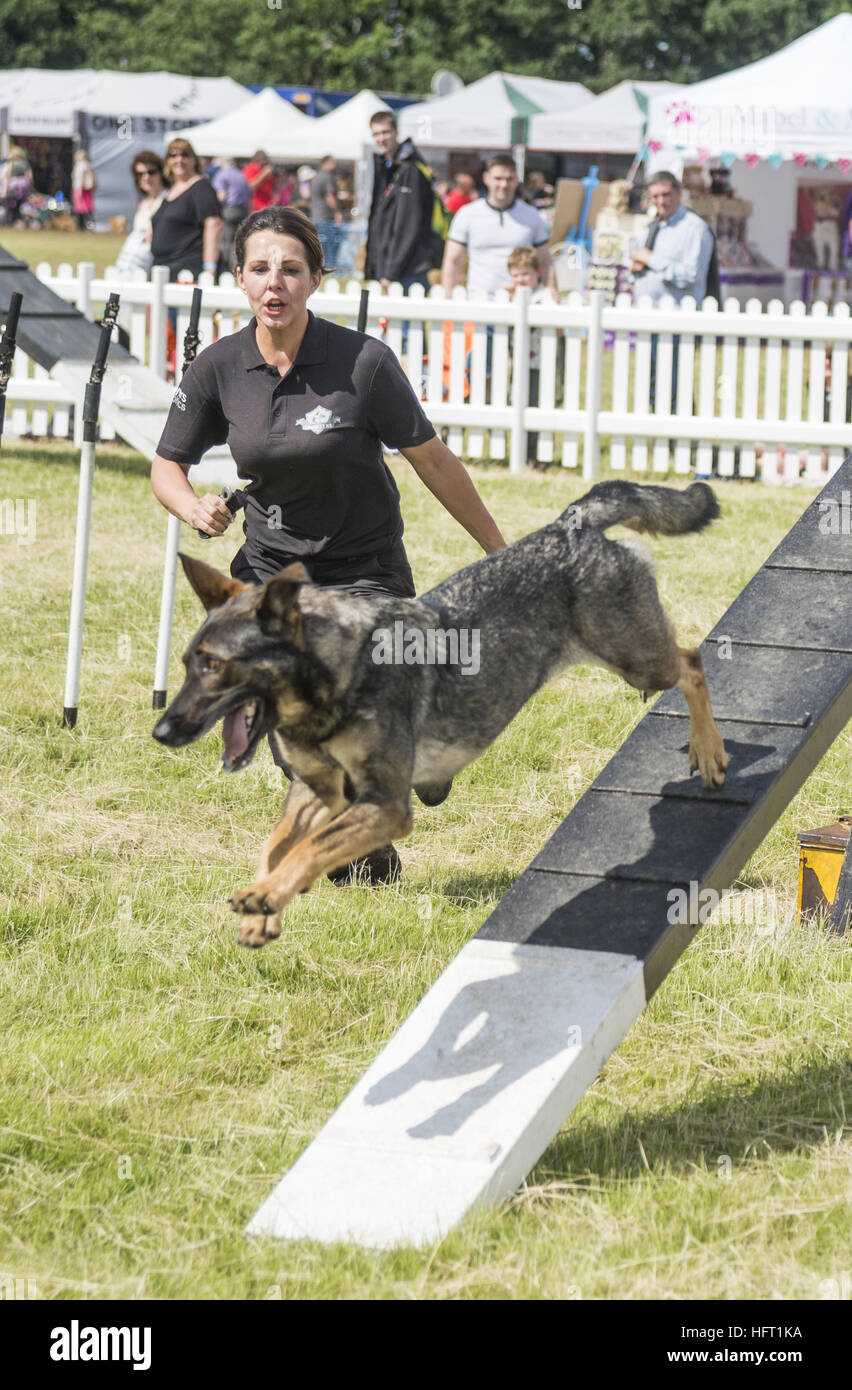 Woman training a police dog on assault course at dogfest 16 Stock Photo