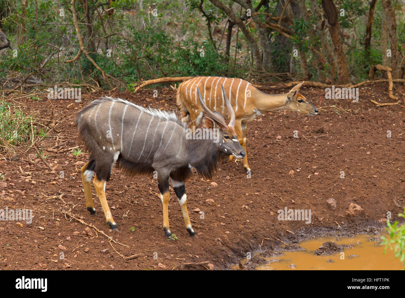 Male And Female Nyala Tragelaphus Angasii Natal S Africa Stock Photo 