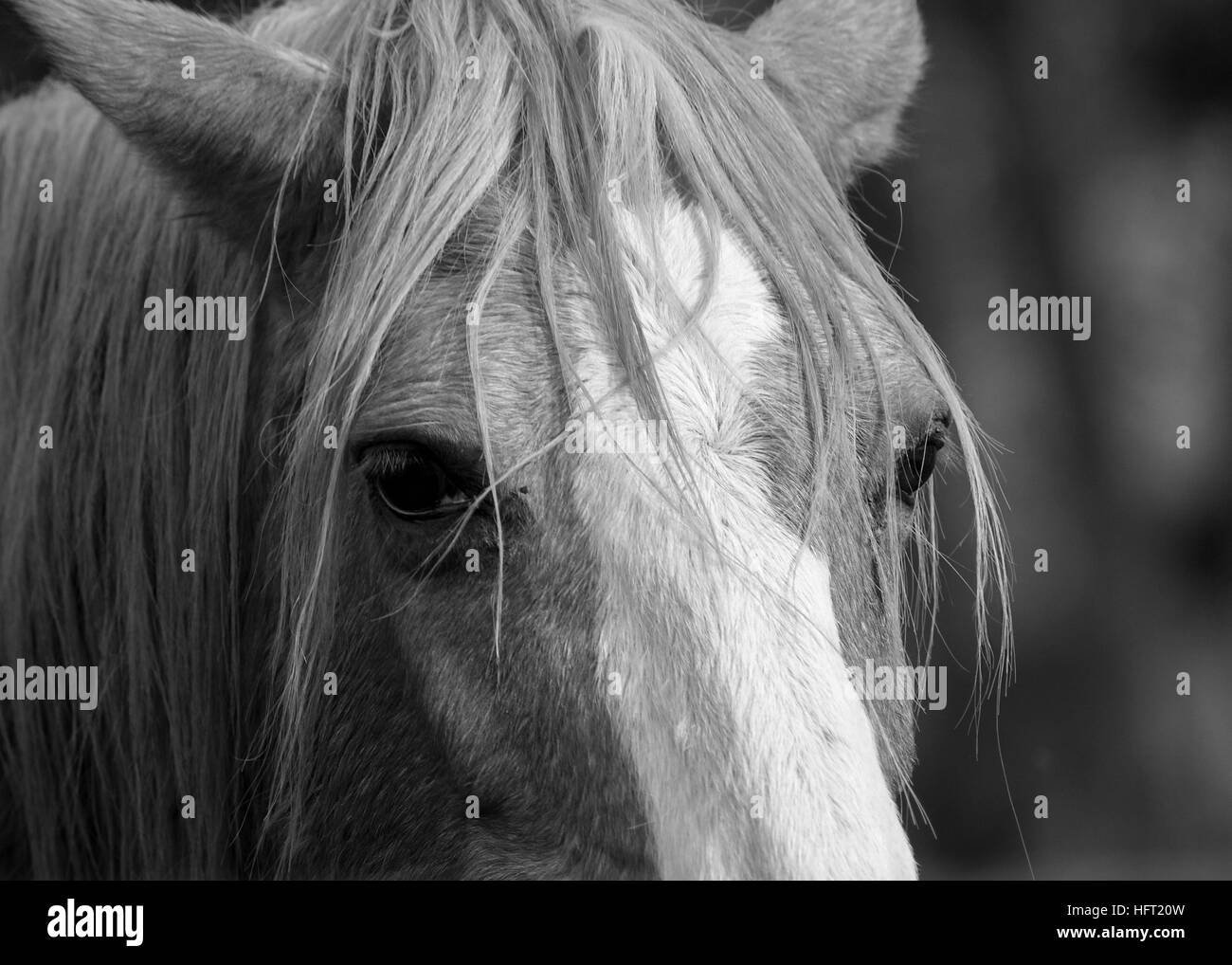 Black and white rendering of the portrait of a relaxed rescue saddle horse Stock Photo
