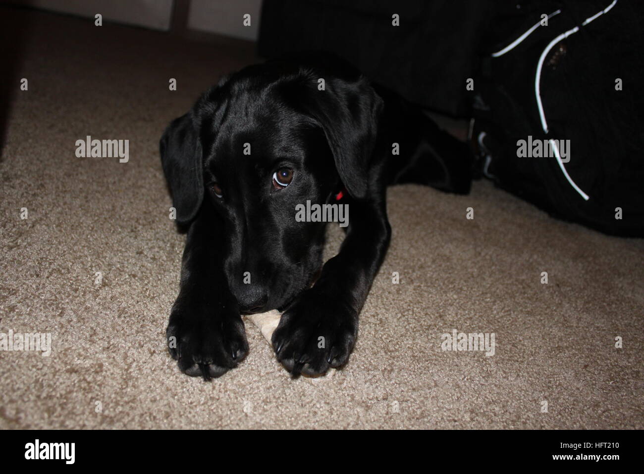 precious black labrador retriever giving the photographer her best puppy dog eyes Stock Photo