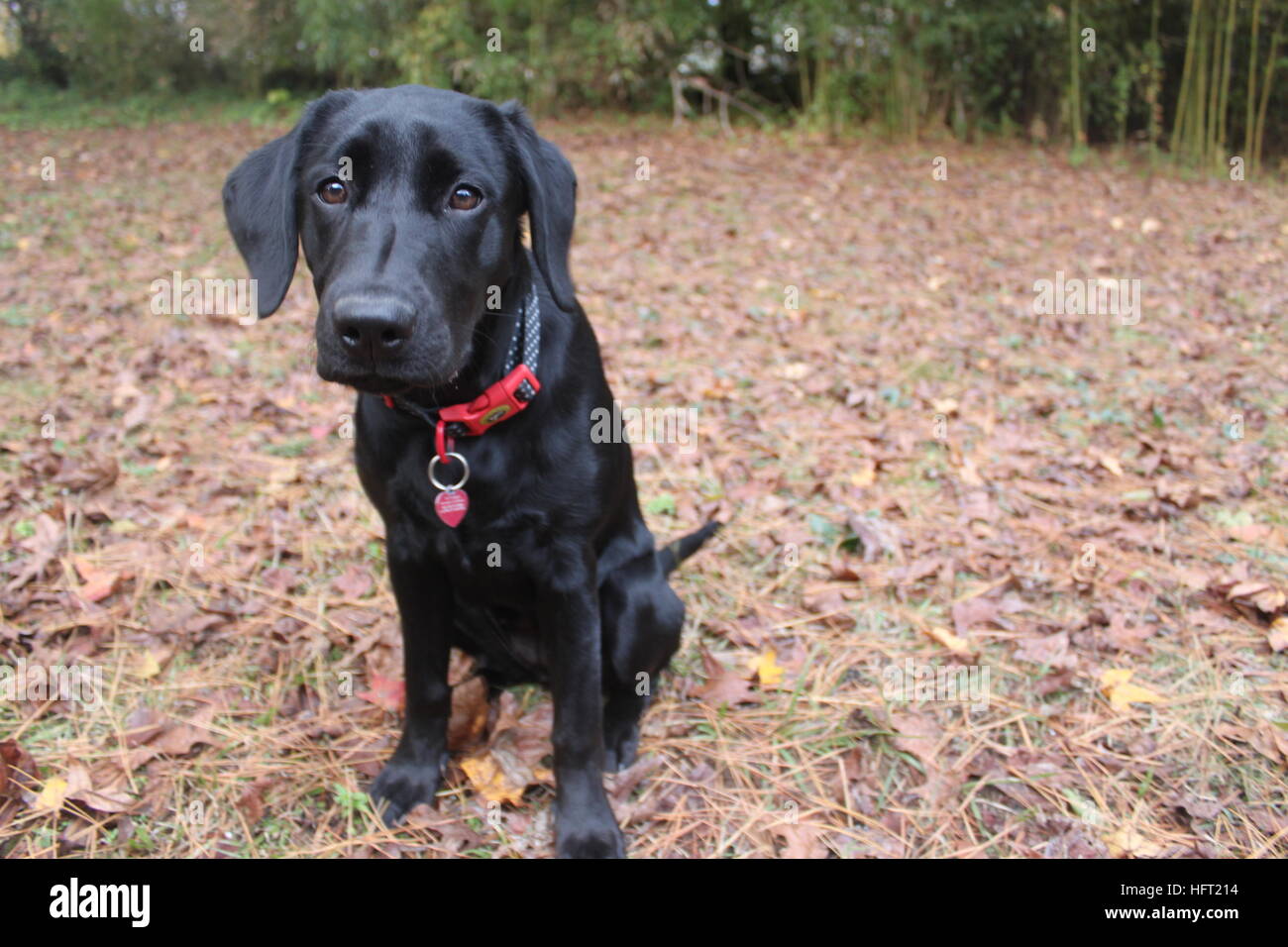 Black Labrador Retriever With Brown Eyes Hi-res Stock Photography And 