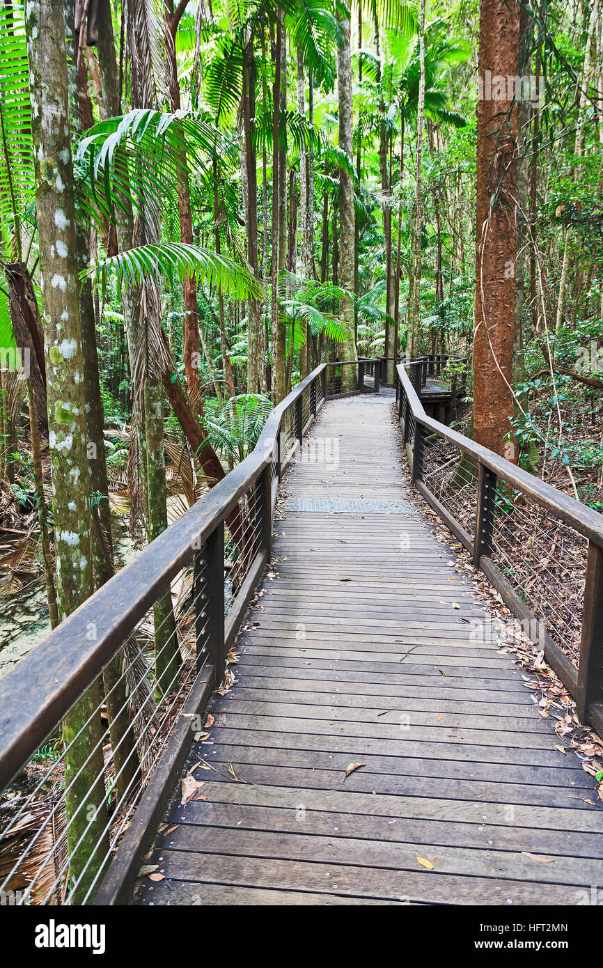 Timber boardwalk through wet rainforest near Central station on Fraser Island national park. Bright day time in vertical composition. Stock Photo