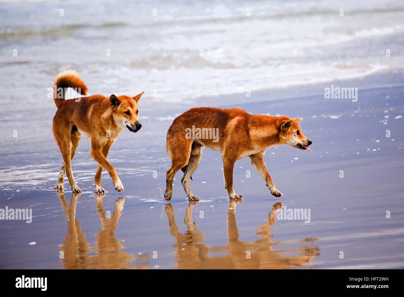 A pair of wild endangered dingoes on remote sandy beach of Fraser Island in QUeensland, AUstralia. Stock Photo