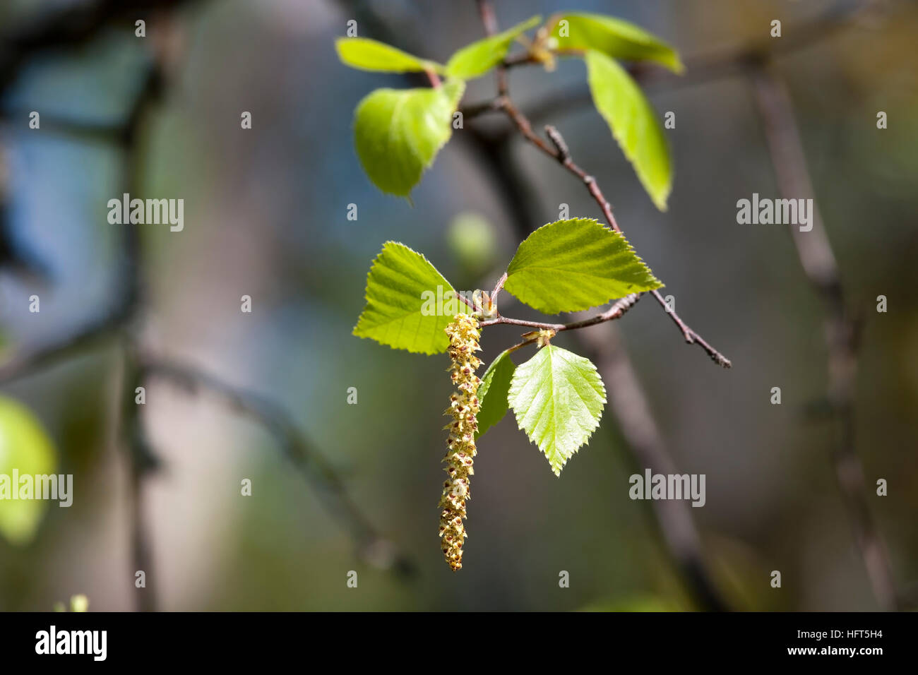 Betula pendula, Silver Birch seeds, Finland Stock Photo - Alamy