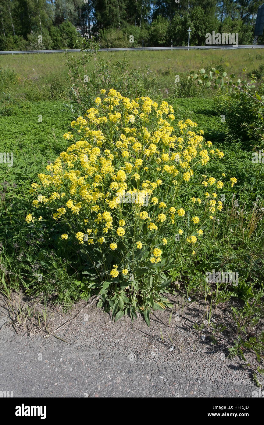 Barbarea vulgaris, Bittercress flowers, Finland Stock Photo