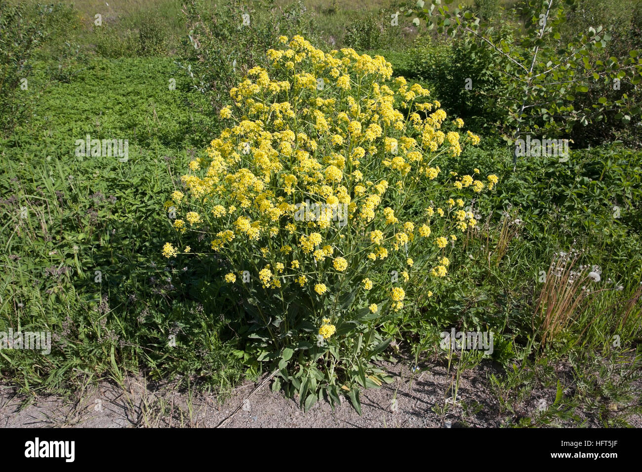 Barbarea vulgaris, Bittercress flowers, Finland Stock Photo