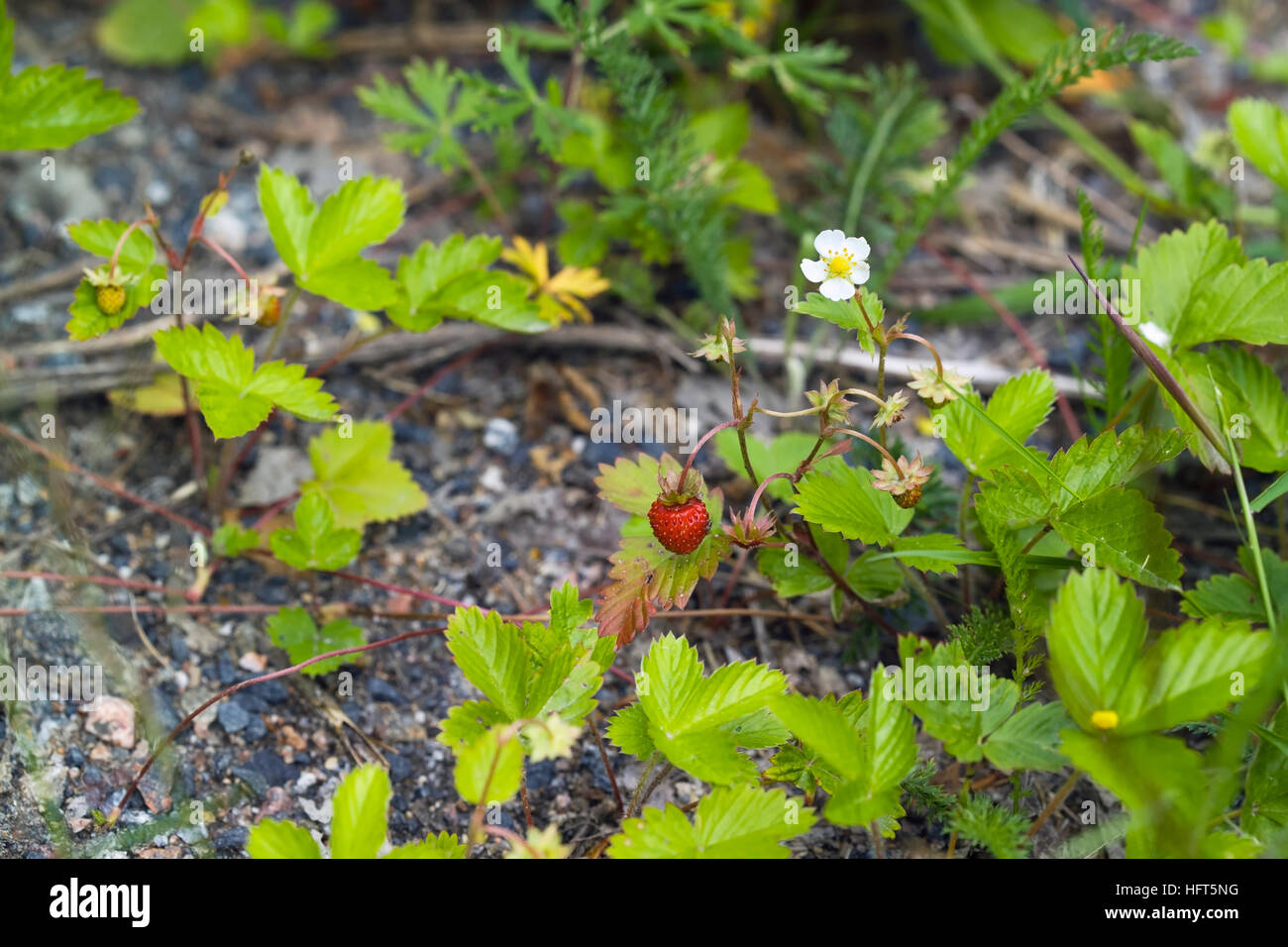 Wild strawberry; Fragaria vesca Stock Photo