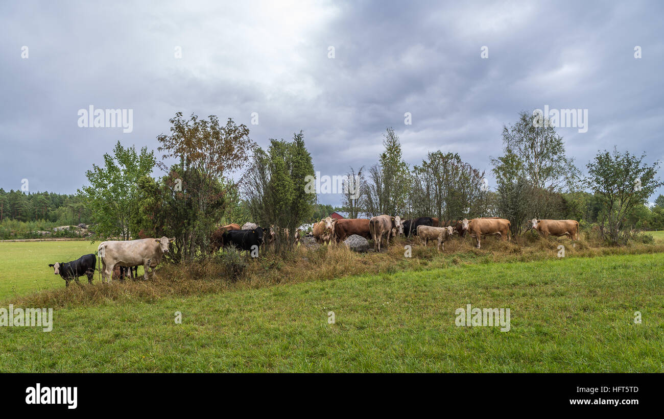 Cows on field Stock Photo - Alamy