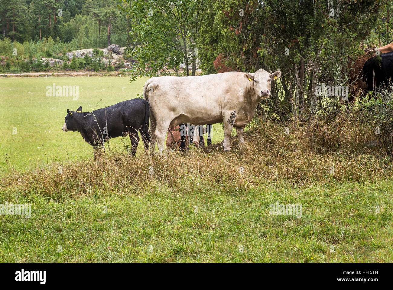 Cow staring Stock Photo
