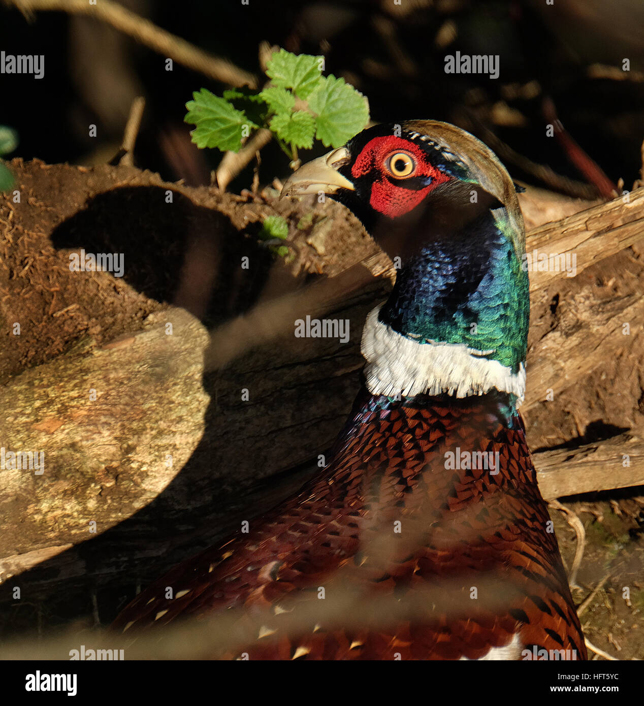 Male pheasant in bright sun. Pheasants are birds of several genera within the subfamily Phasianinae, of the family Phasianidae . Stock Photo