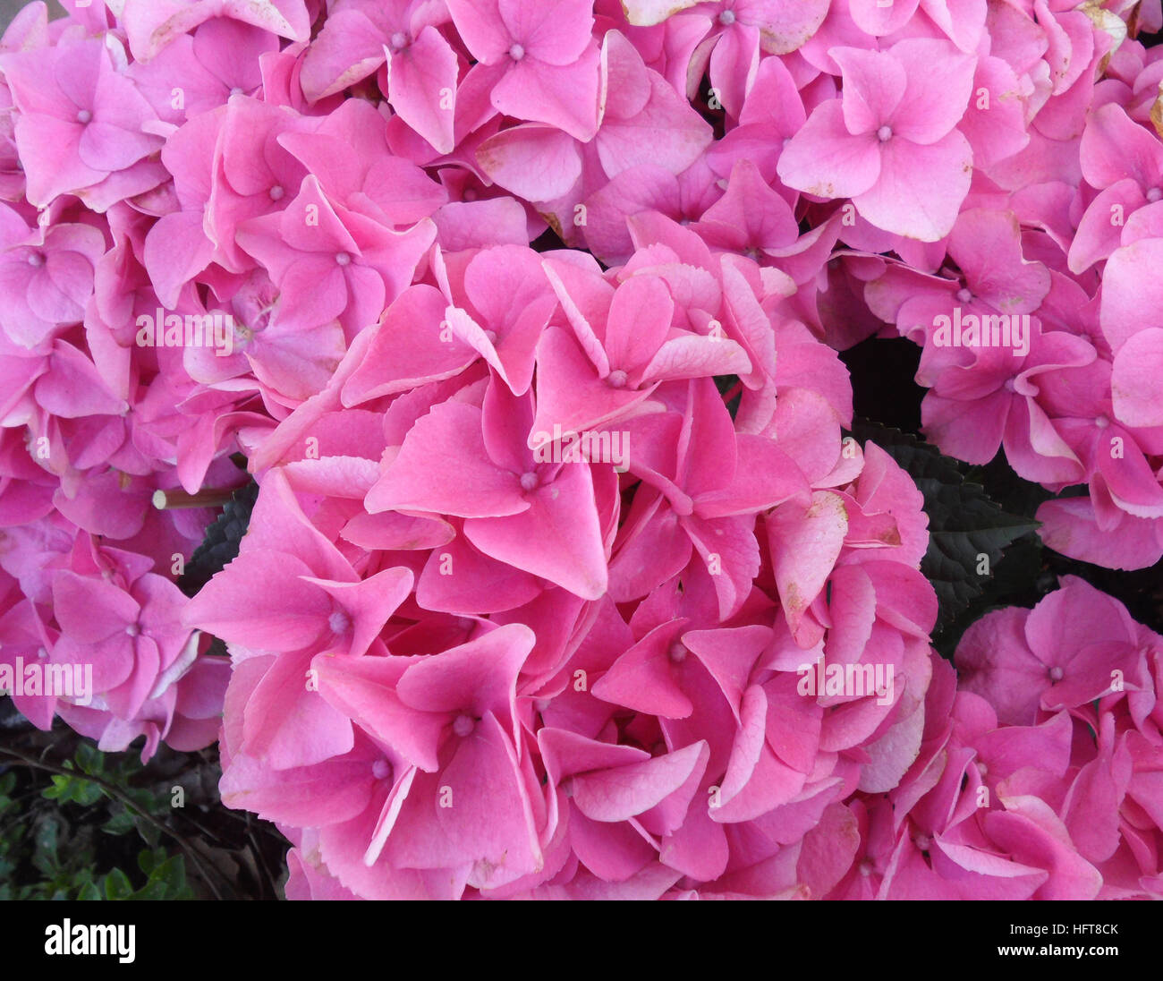 Bunch of vibrant pink blooming Hydrangea flowers Stock Photo - Alamy