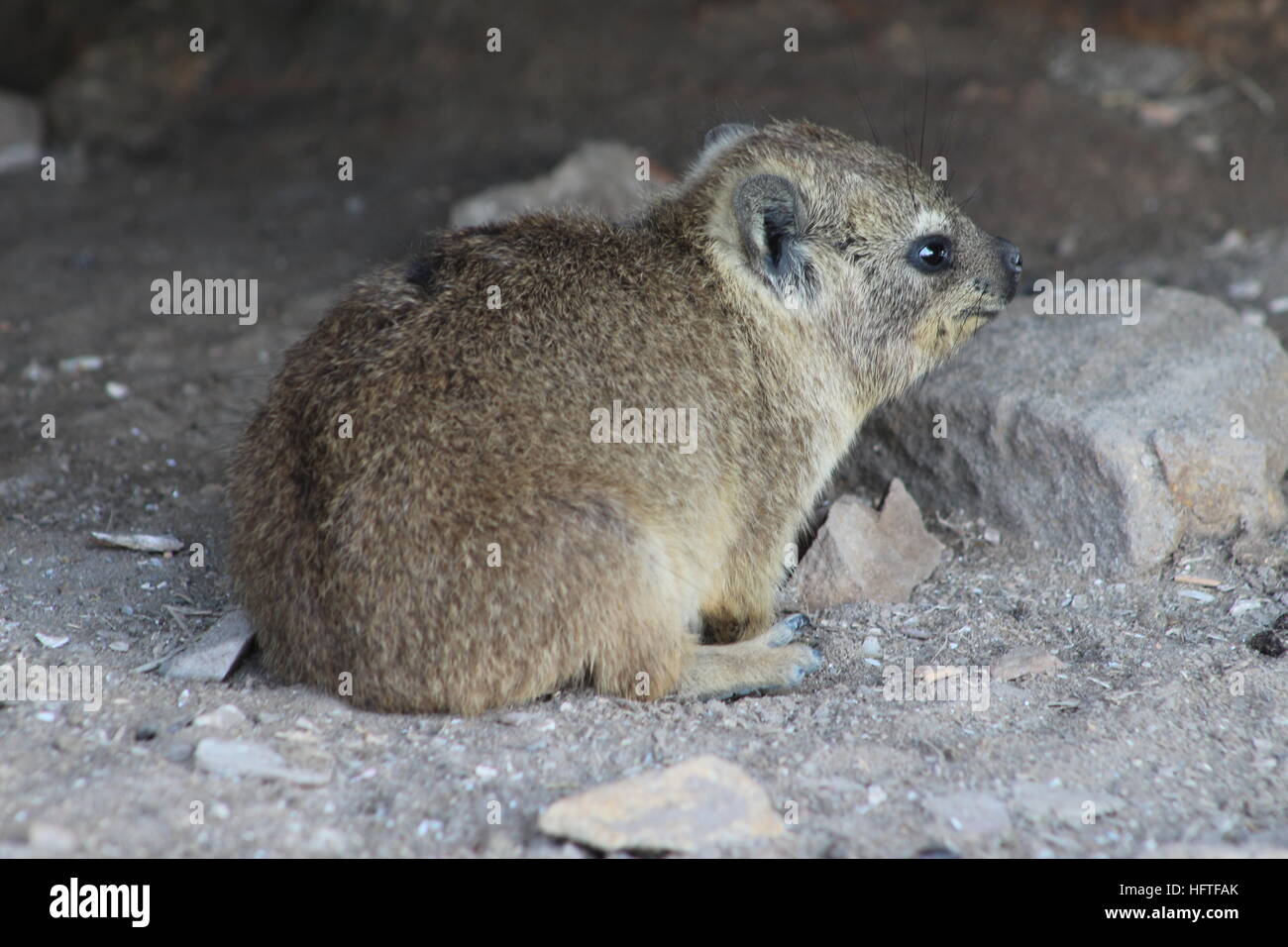 Hyrax in Mossel Bay, South Africa. In South Africa specifically known as a Dassie. Also called a rock rabbit. Stock Photo